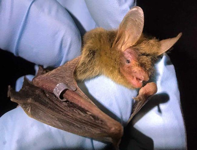Bat Research – Avinet Research Supplies